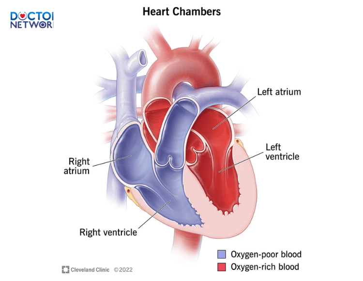 How many chambers does the human heart have? What should individuals with heart disease be aware of and how is it treated? 1