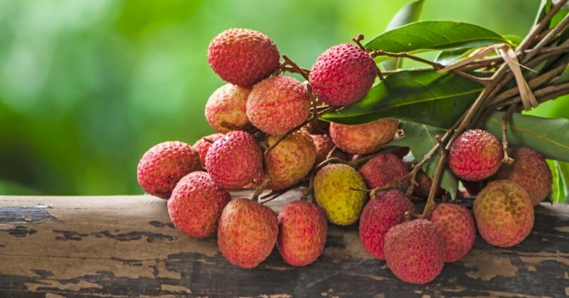 Can pregnant women eat lychee thumb