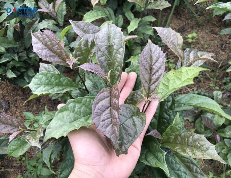 benefits-of-black-cumin-leaves-2