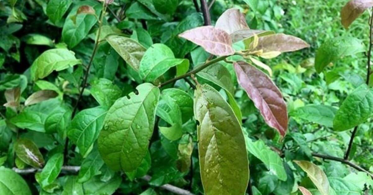 benefits-of-black-cumin-leaves-thumb La-xa-den-co-tac-dung-gi-thumb