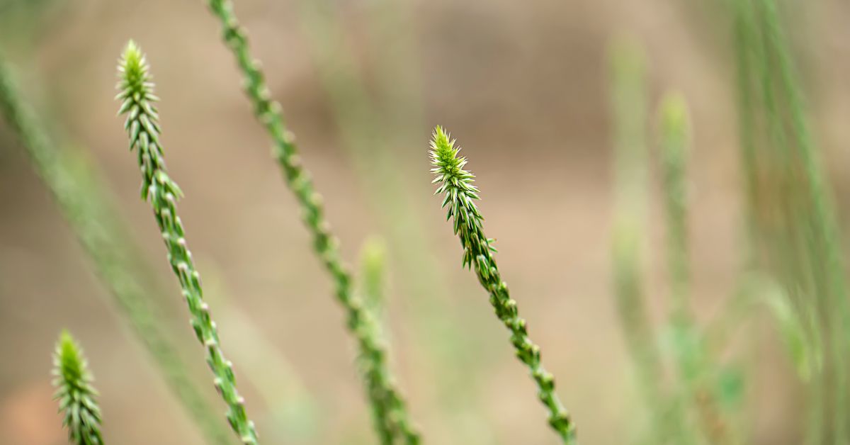 uong-nuoc-cay-co-xuoc-co-tac-dung-gi-thumb