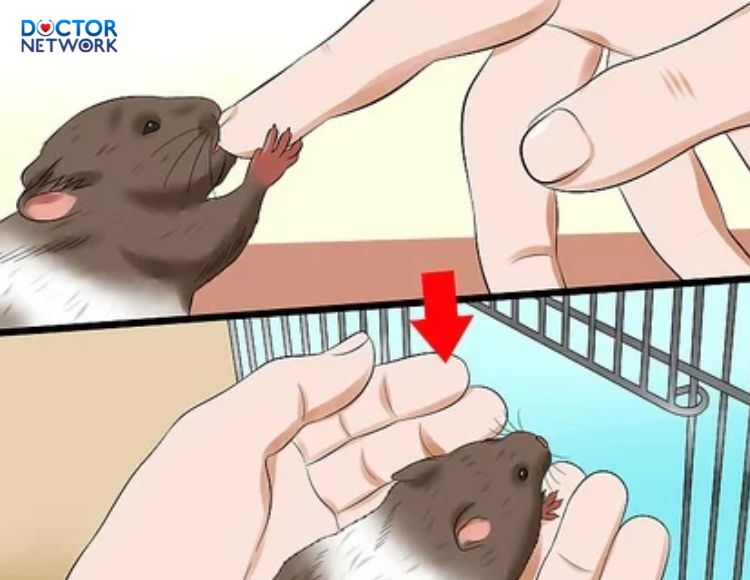 Chuot-hamster-can-co-sao-khong-1
is-hamster-biting-harmful-1