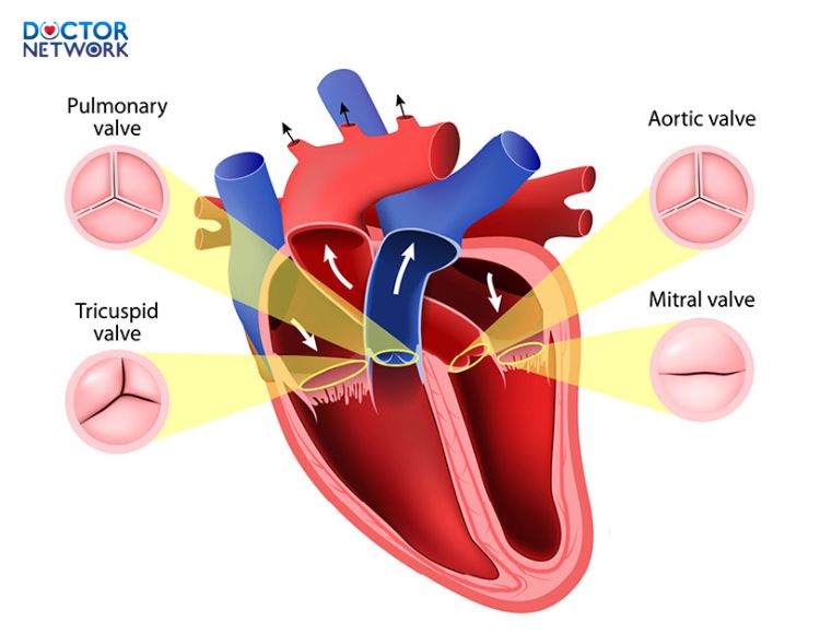 Ho-van-tim-song-duoc-bao-lau-1
how-long-can-you live-with-heart-valve-disease-1