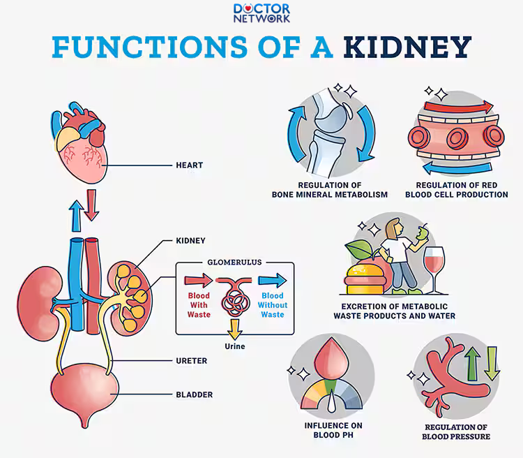 Can You Live With One Kidney
