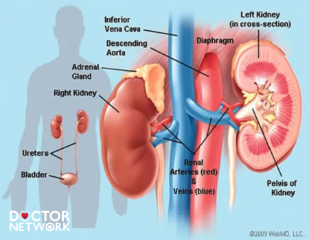 Can You Live With One Kidney